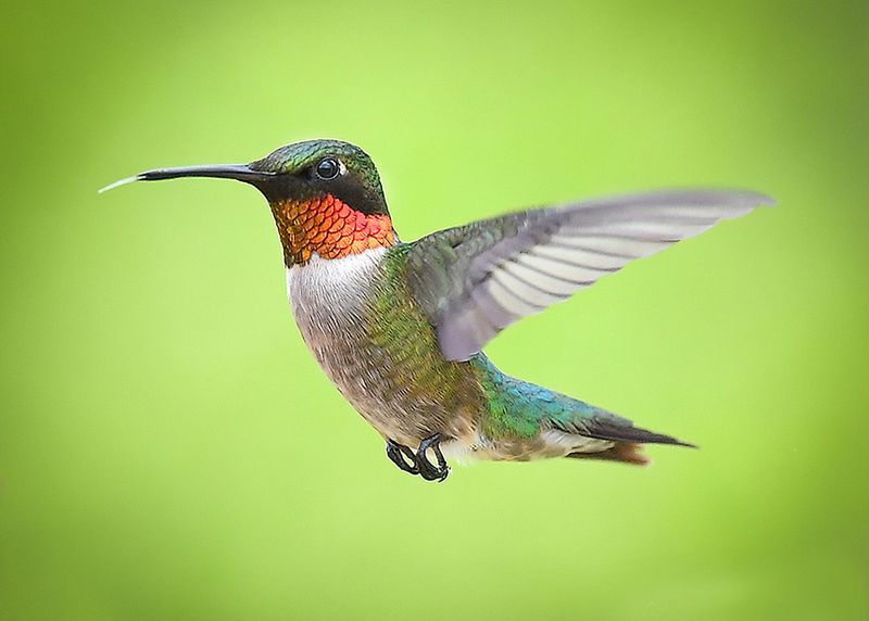 The Bird That Moonlights As A Helicopter