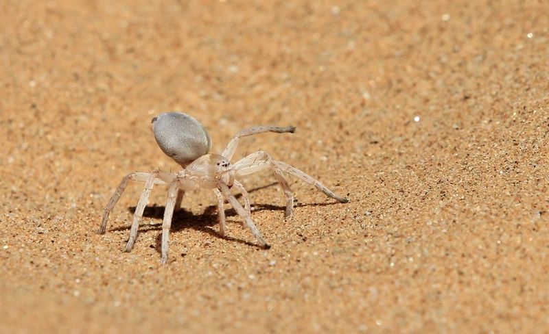 The Dancing White Lady Spider Of Namibia