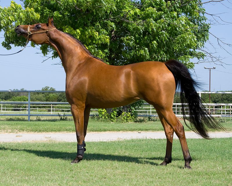 The Living Carousel Horse: Arabian