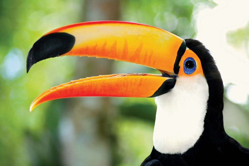 A Beak That Defies Gravity