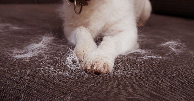 Twice The Fur, Exponential Mess