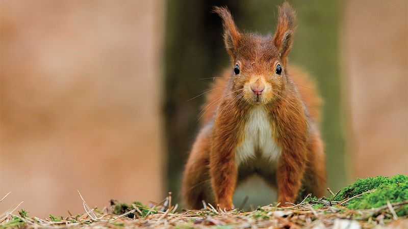Why Red Squirrels Are Disappearing