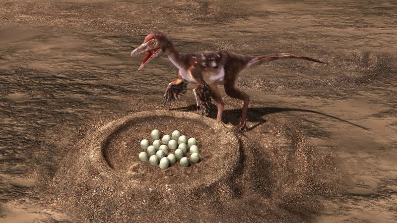 The Mystery Of Dinosaur Eggs