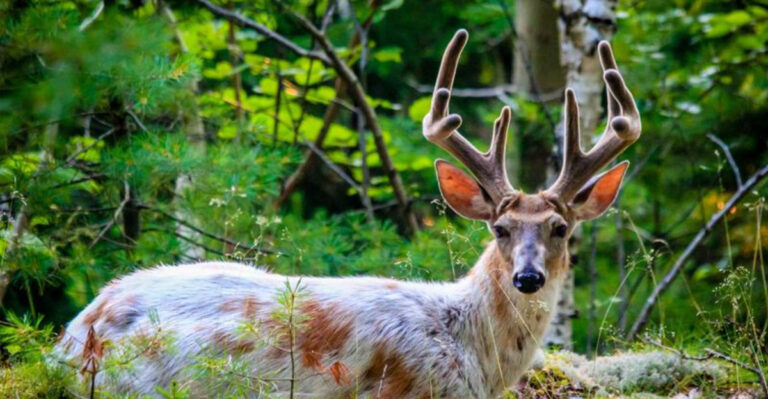 The Best Places To Spot Wildlife In Every U.S. State