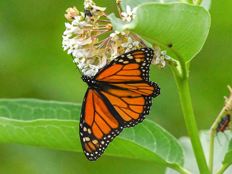 Where To Find Monarch Butterflies In Delaware's Natural Habitats