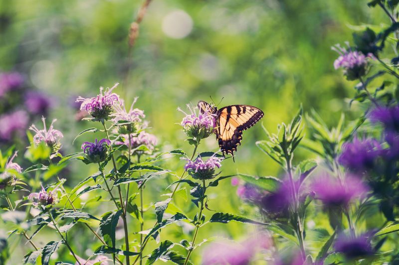 Plant Native Flowering Species