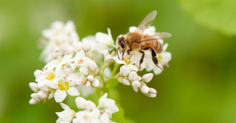 The Best Ways You Can Save The Bees And Butterflies