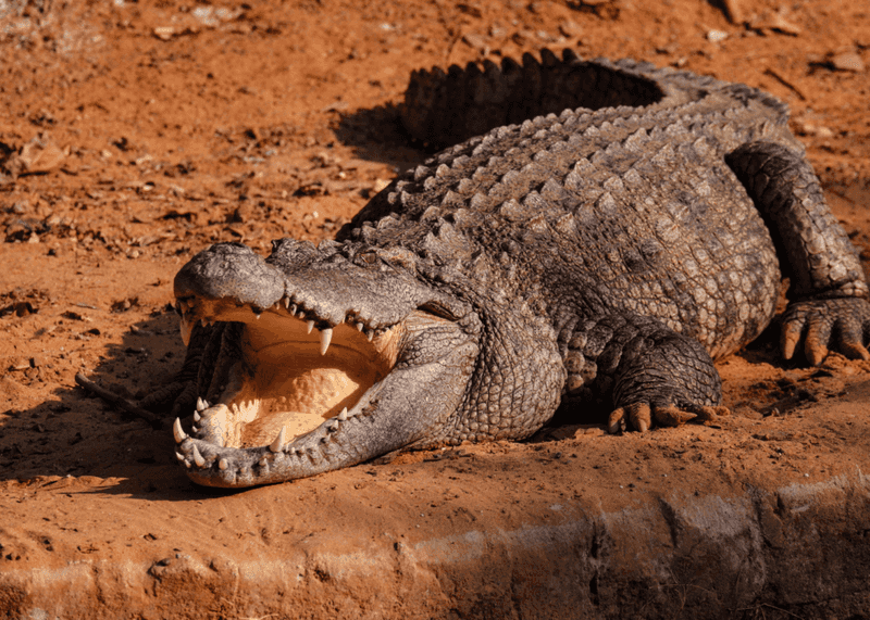 American Crocodile