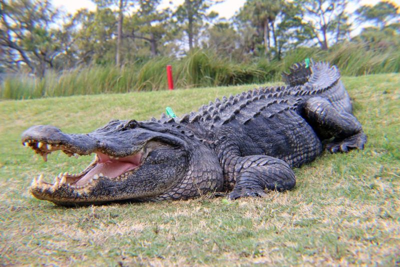 The Biggest Reptile Ever Seen In The USA