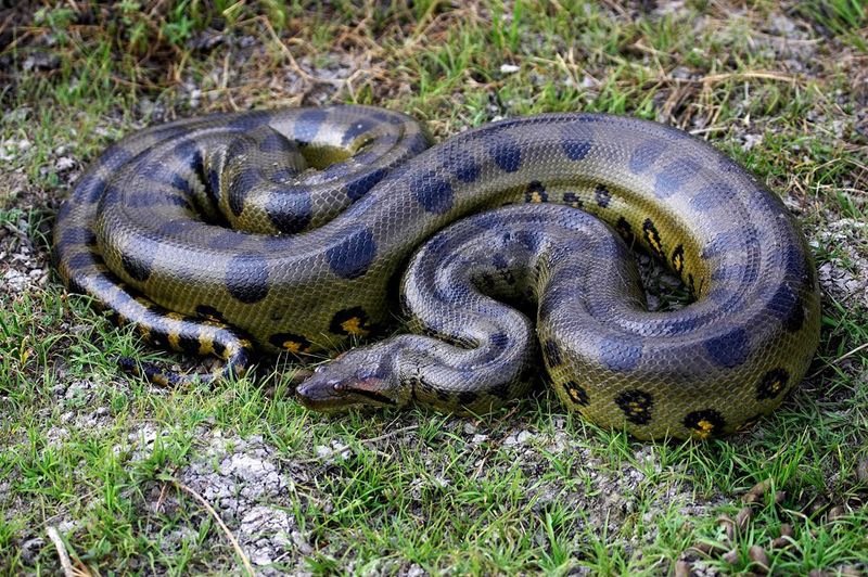 The Biggest Reptiles In The USA