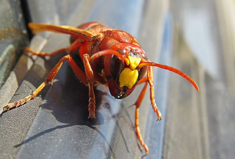 Asian Giant Hornet