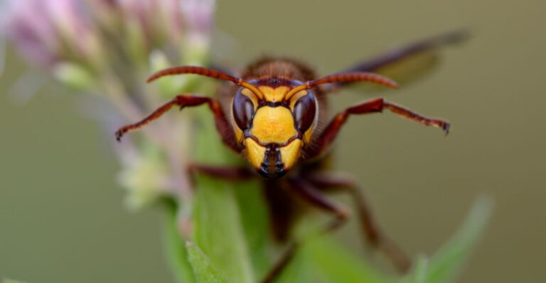 The Biggest Wasps On Earth That Pack A Punch With Their Stings