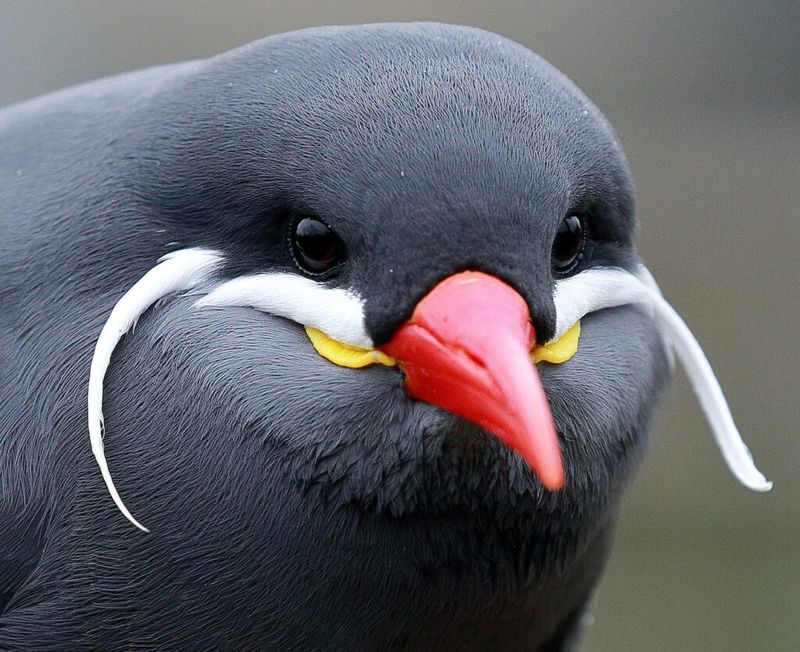 Sporting A Mustache That Would Make Salvador Dalí Jealous