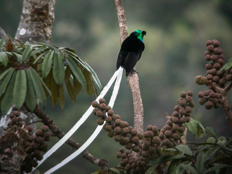 The Transformer Of The Bird World