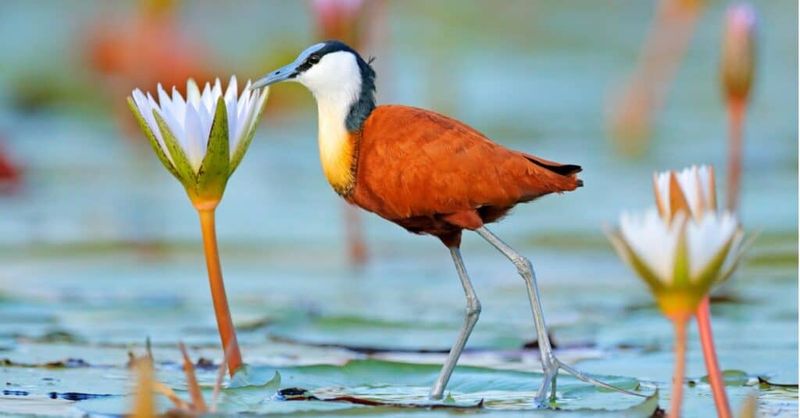 Walking On Water