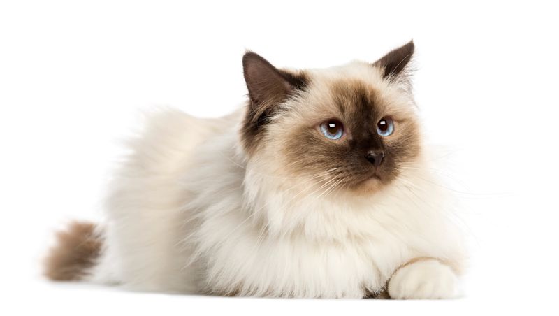 Hypoallergenic Myth