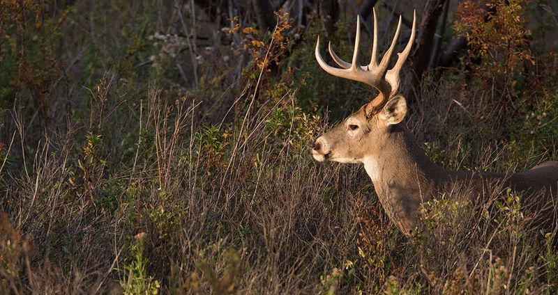 Regional Rut Variation Creates Deer Highways