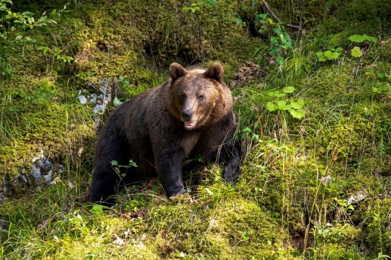 How Bears Are Managed In The Great Smoky Mountains National Park