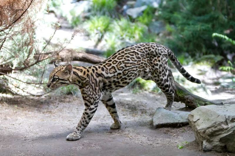 Marbled Cat – Nevada