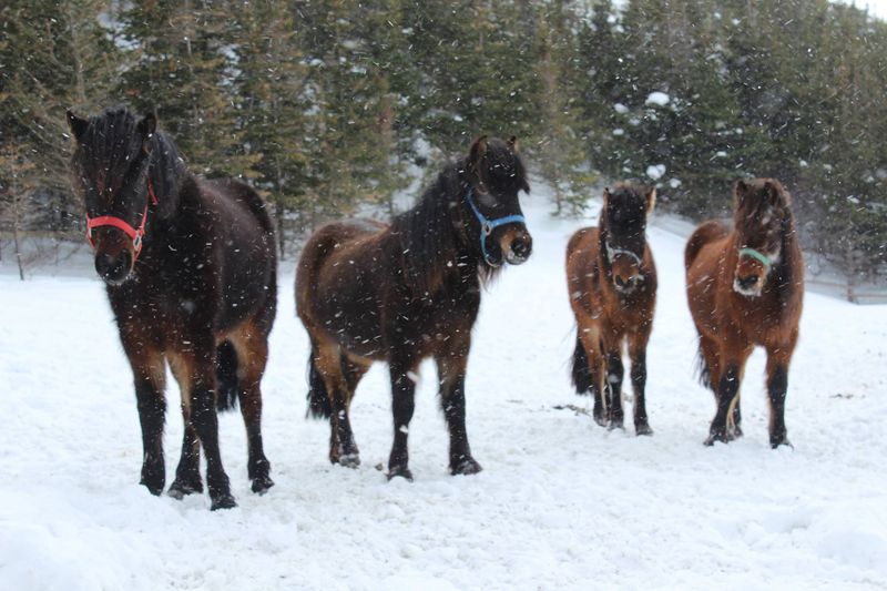 The Chocolate Rarity: Newfoundland Pony