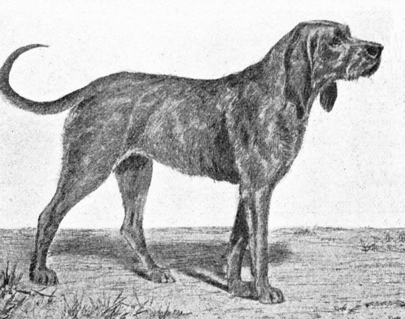 The Bullenbeisser