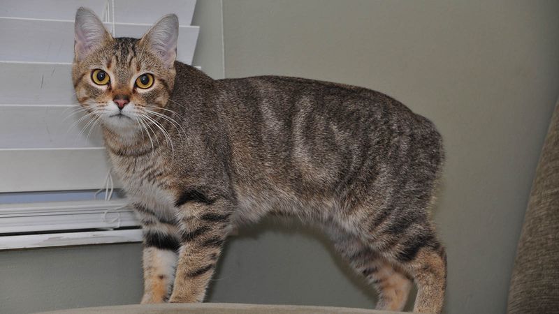 Manx: The Tailless Hunters