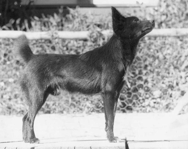 The Tahltan Bear Dog