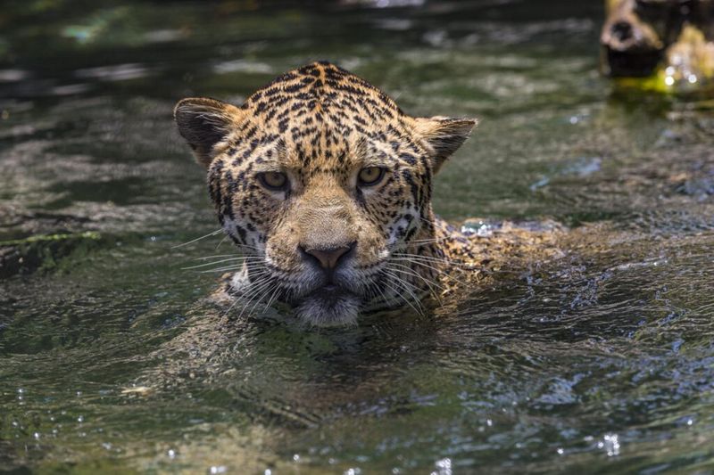 Fishing Feline: The Jaguar's Splash