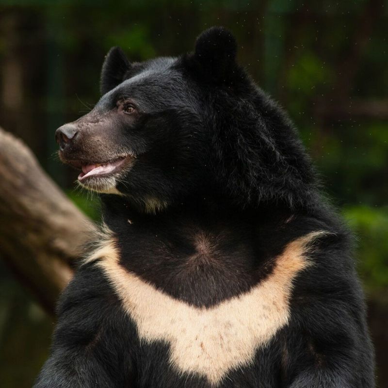 Asian Black Bear's Moon Mark
