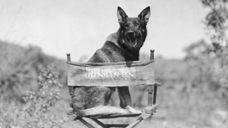 It's The First Official U.S. Military Working Dog Cemetery