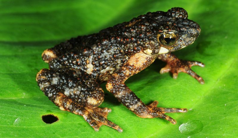 Could We Discover Even Smaller Vertebrates?