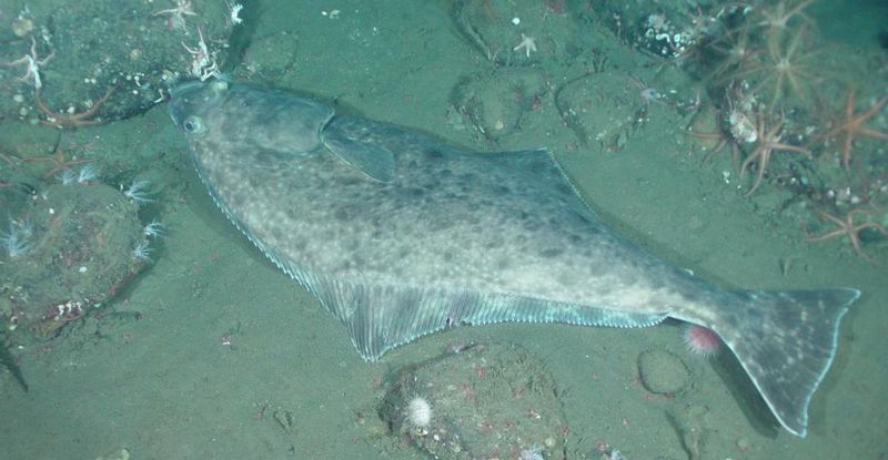 The Pacific Halibut Colossus (1959)