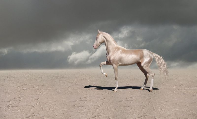 The Golden Unicorn: Akhal-Teke