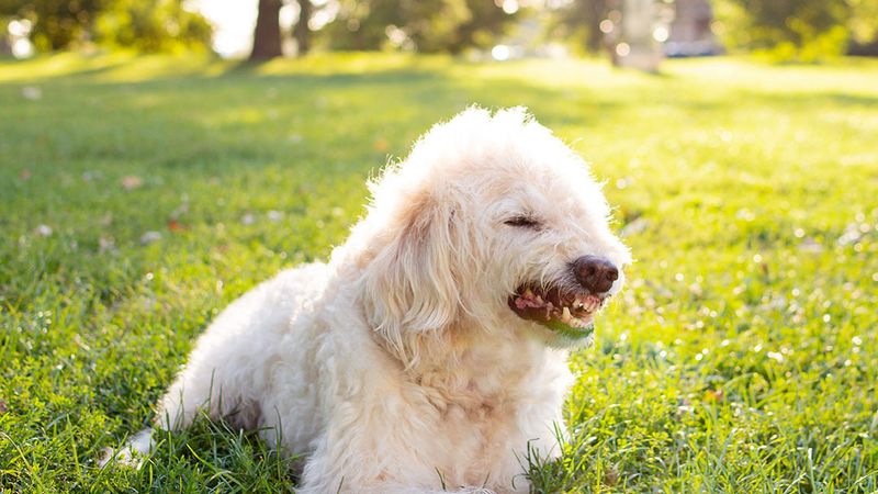 Growling: Their Verbal Warning