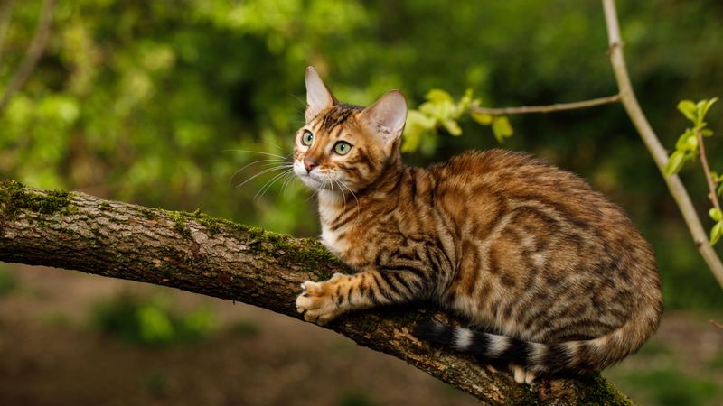 A Cat's Independence