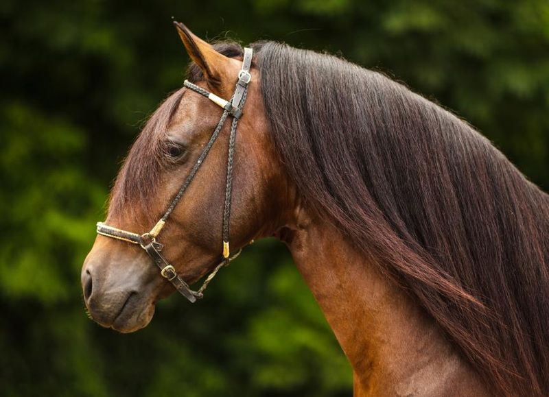 The Complex Paso Fino: Smooth Gaits, Challenging Minds