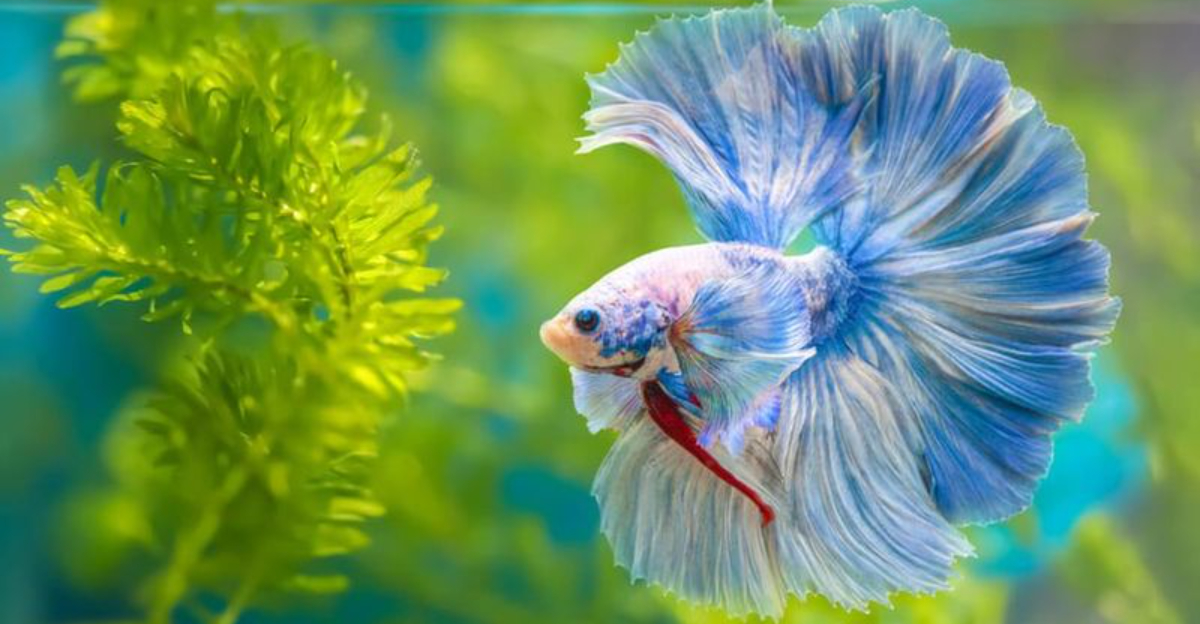 The Complete Guide To Creating The Perfect Betta Fish Tank
