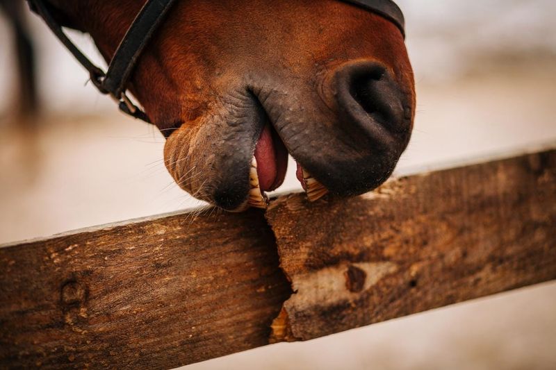 Strange Chewing Behaviors Emerge
