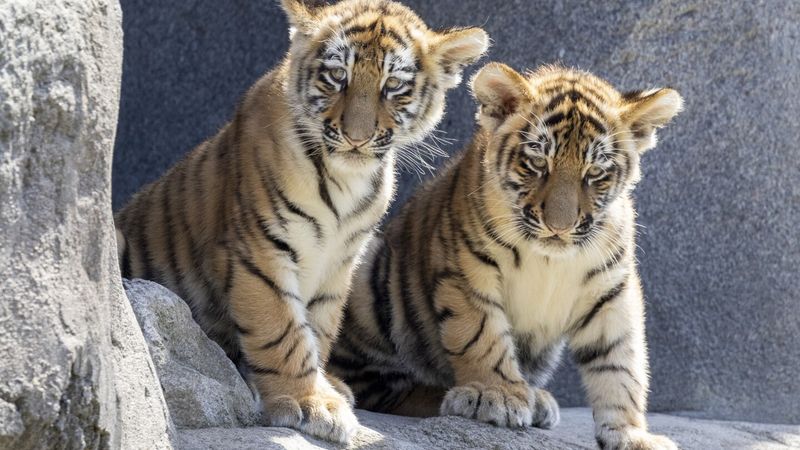 The Role Of Genetic Diversity In Conservation