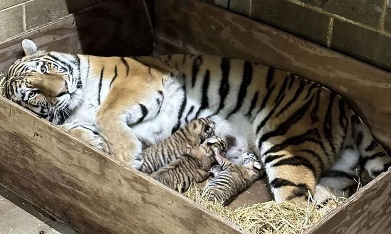 Breeding Programs: How Zoos Help Sustain Endangered Species