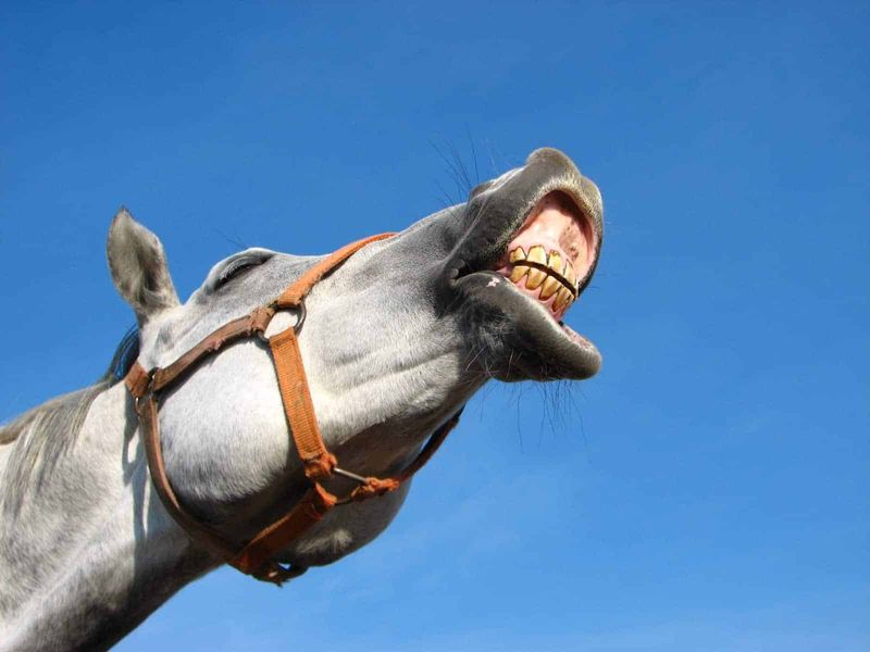 The Curious Case Of Horse Teeth