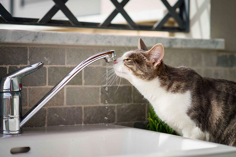 The Tap Water Enthusiast