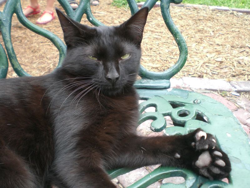California's Forgotten Polydactyls