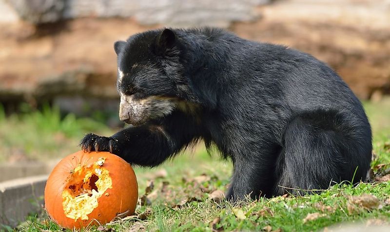 Spectacled Bear's Unique Diet