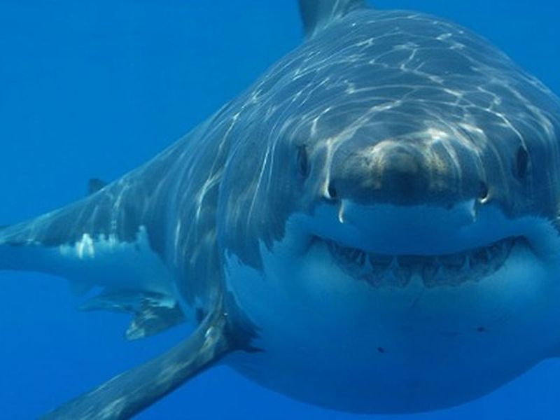Do Sharks Have Personalities?