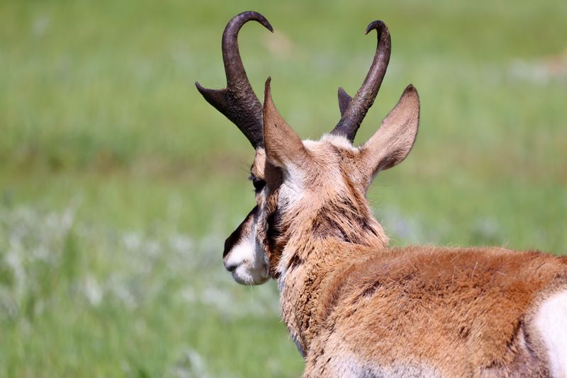 Pronghorns: The Ancient Survivors