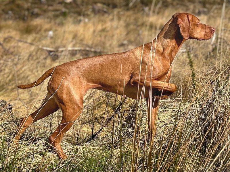 The Velcro Dogs With Zen Attitudes