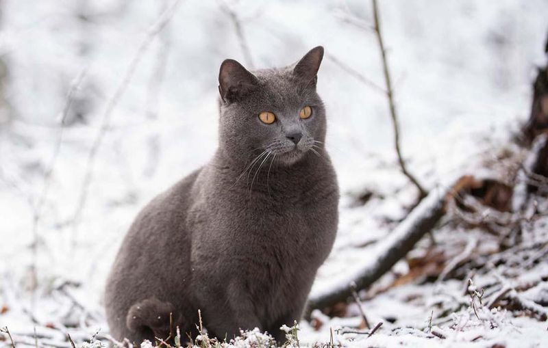 Chartreux: France's Blue Farmers