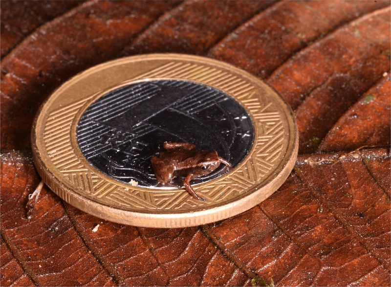 What Makes This Vertebrate The Smallest In The World?