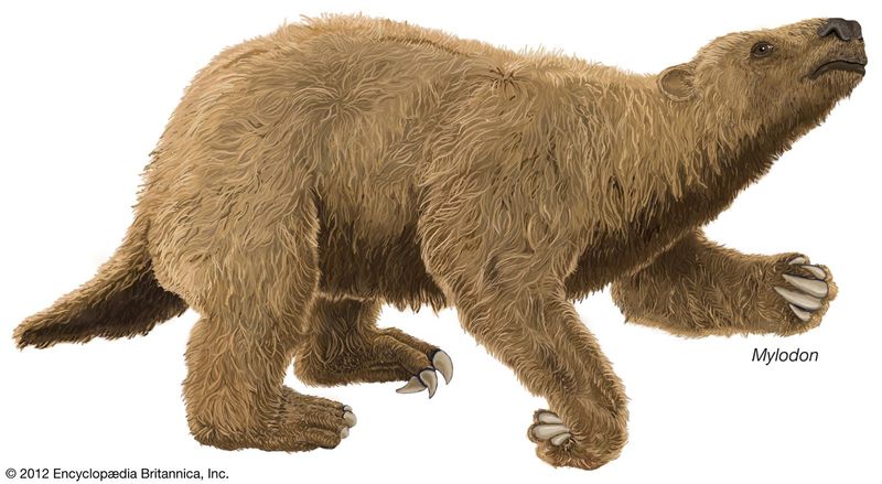 What Fossils Tell Us About Prehistoric Life